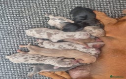 Dachshund dogs for sale: 🩷lovely Dachshund Puppy’s Ready For New homes🩷 - Advert 9