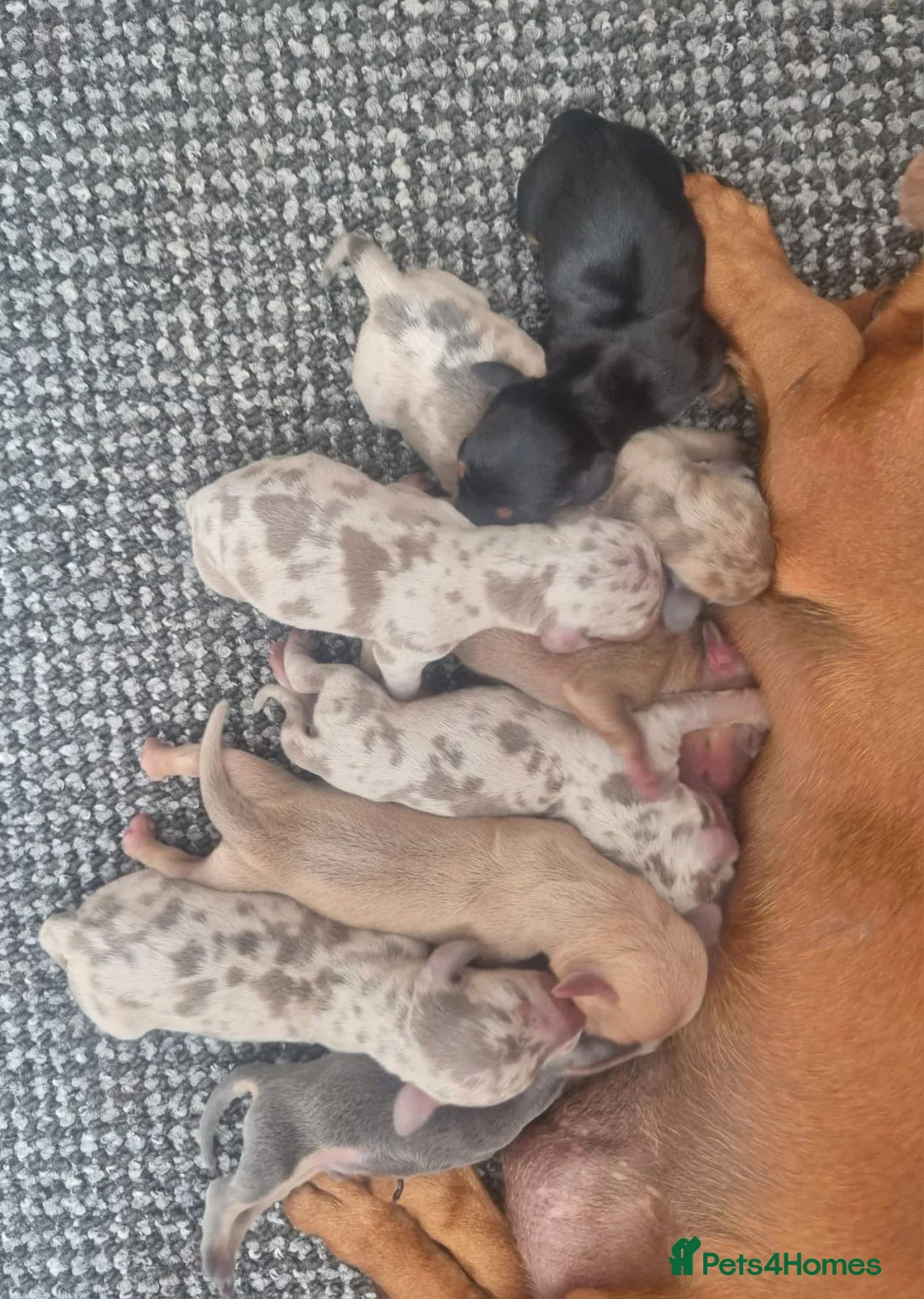 Dachshund dogs for sale: 🩷lovely Dachshund Boys Ready For New homes🩷 - Advert 4