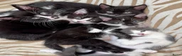 Mixed Breed cats for sale: 5 Kittens Available❤️ - Advert 7