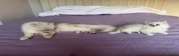 Persian cats for sale: GCCF Registered Persian Kittens Available - Advert 6