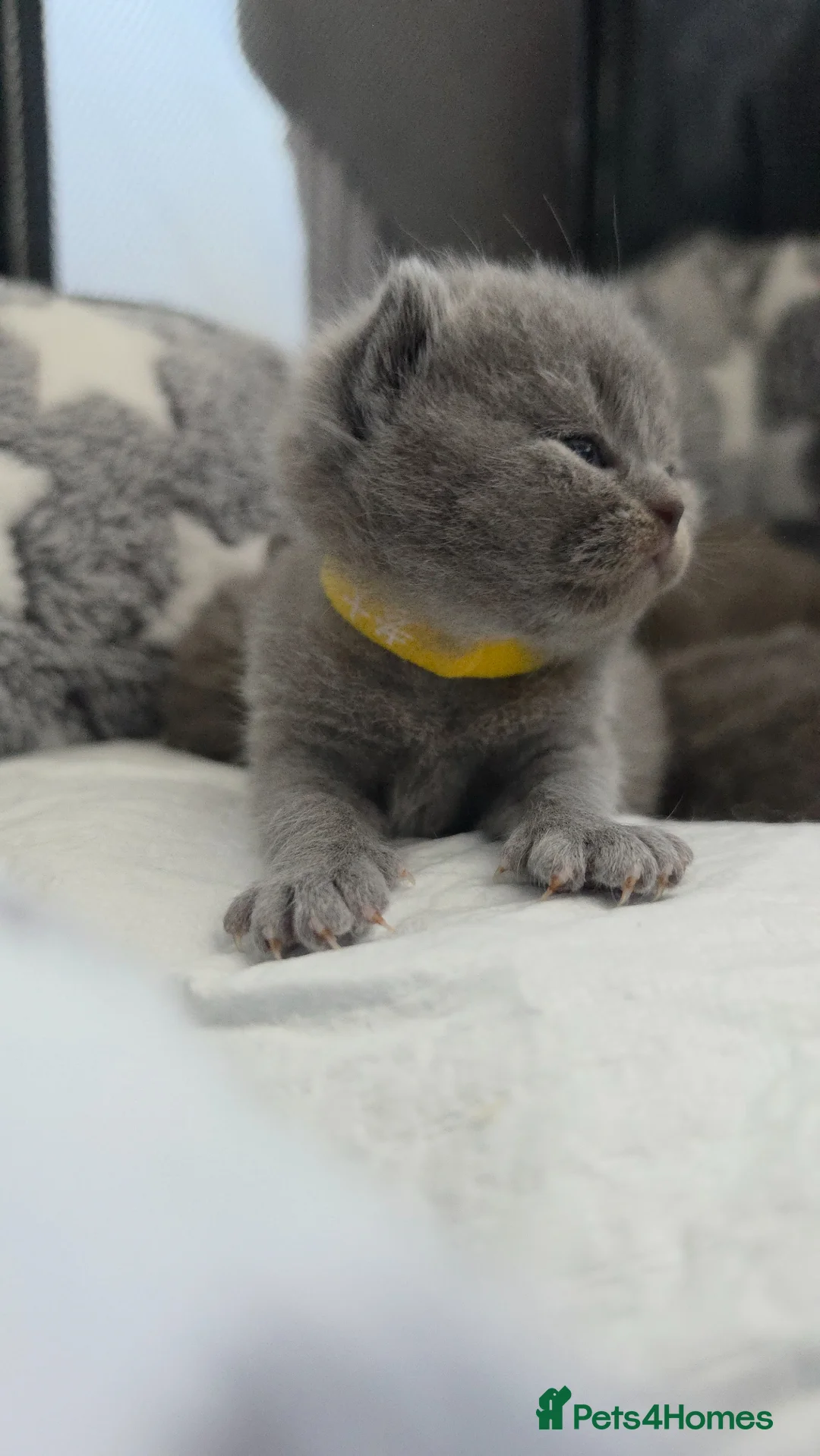 British Shorthair cats for sale: Britishshorthairs Kitten in Harrow - Advert 2