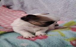 Chihuahua dogs for sale: Long Coat Chihuahua puppies - Image 18