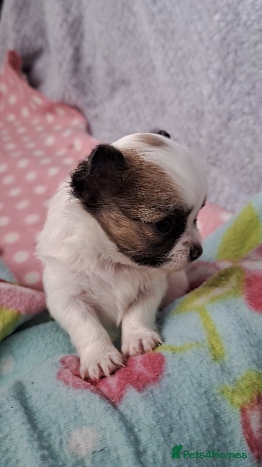 Chihuahua dogs for sale: Long Coat Chihuahua puppies - Image 18