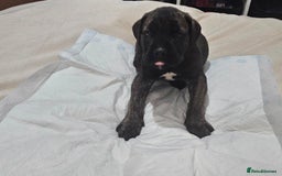 Cane Corso dogs for sale: Cane corsos  puppies  - Image 5