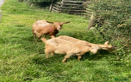 Goats livestock for sale: 4x Golden Guernsey wether Goats for sale - Image 5