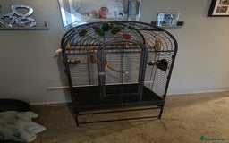Lovebirds birds for sale: Lovebirds  - Image 2