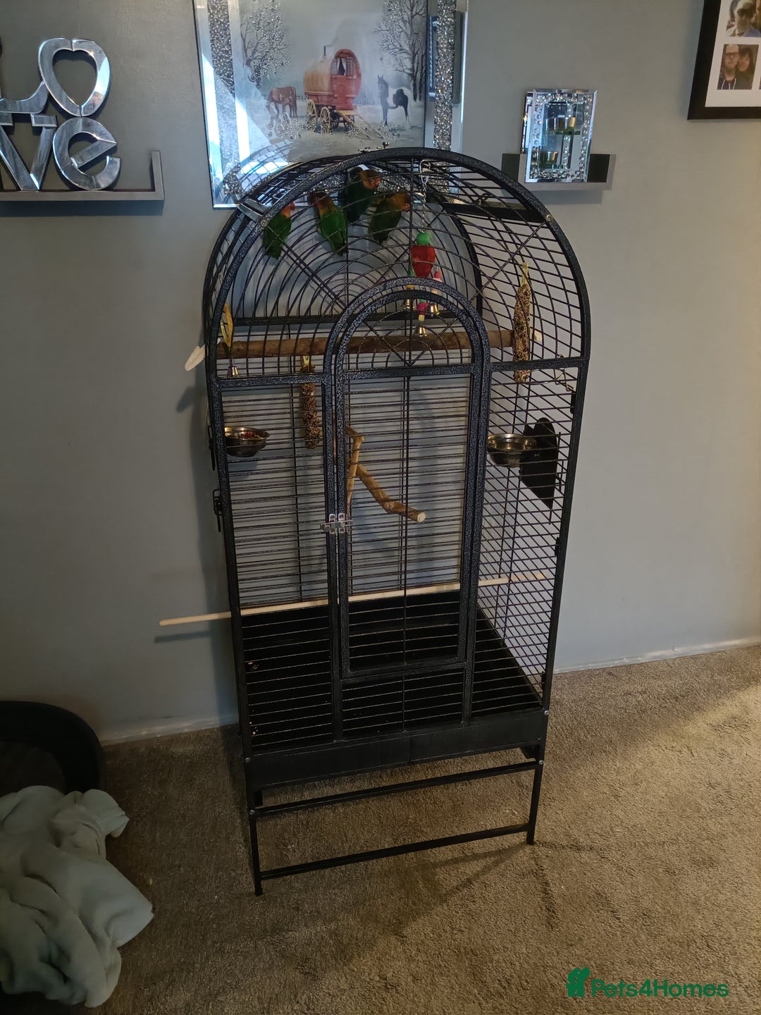 Lovebirds birds for sale: Lovebirds  - Image 2