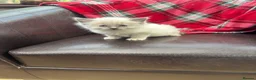 Ragdoll cats for sale: Ragdoll seal point kittens - Advert 2