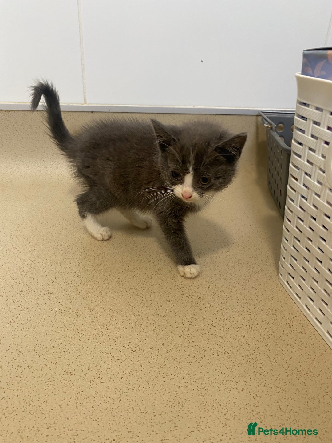 Mixed Breed cats for sale: Beautiful kittens  - Image 5