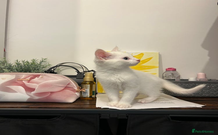 European cats - Advert 1