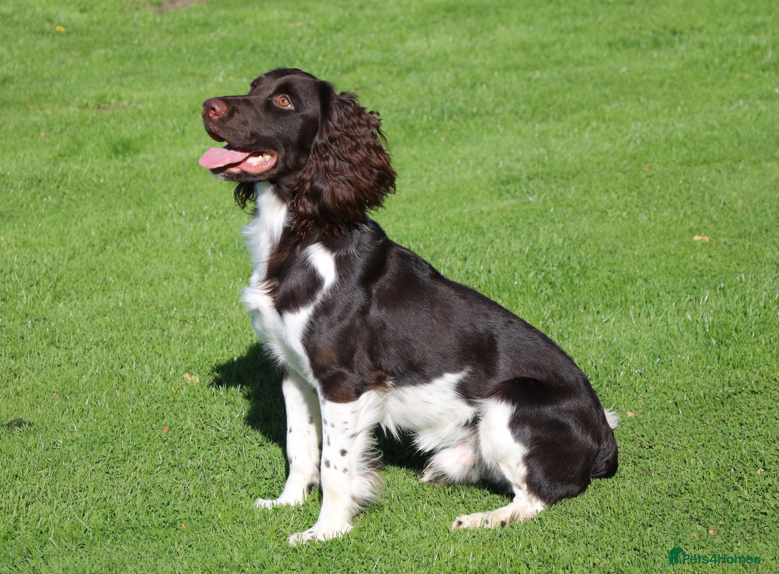 English Springer Spaniel dogs KC Reg, Health Tested, Liver & White ESS for Stud in Dereham - Advert 4