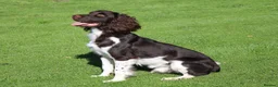 English Springer Spaniel dogs for stud: KC Reg, Health Tested, Liver & White ESS for Stud in Dereham - Advert 1