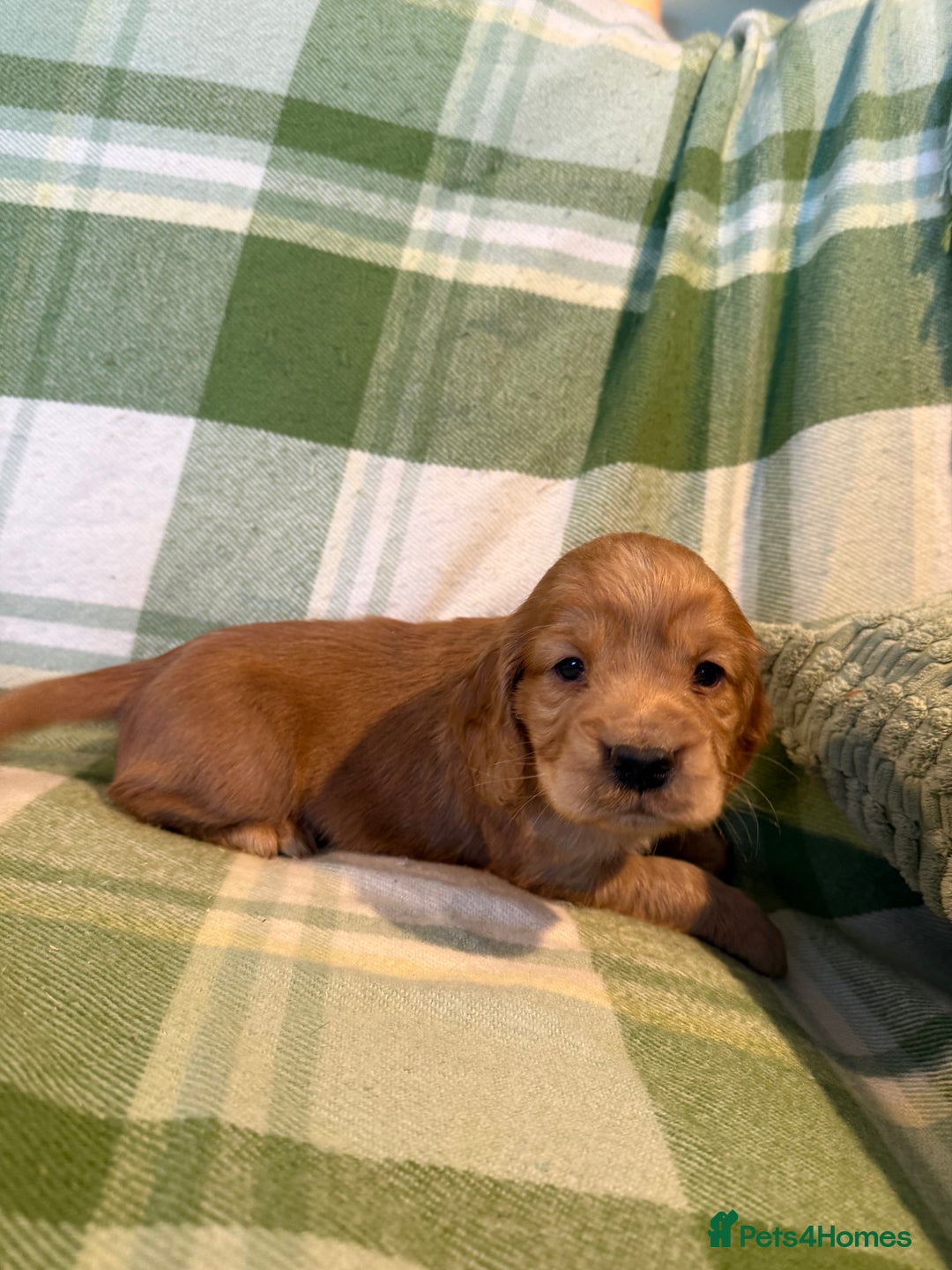 Cocker Spaniel dogs for sale: STUNNING KC COCKER SPANIELS  - Image 4