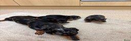 Dachshund dogs for sale: Dachshund ❤️ 1 male 1 female LEFT - Advert 4