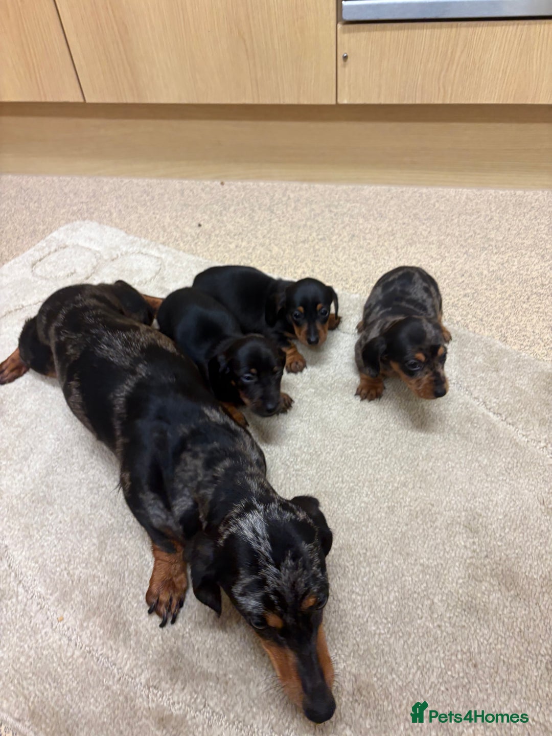 Dachshund dogs for sale: Dachshund ❤️ 1 male 1 female LEFT - Advert 4