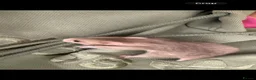 Hamster rodents for sale: Baby Syrian hamsters - Advert 4
