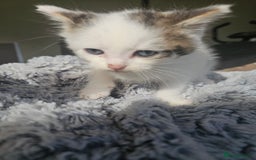 Russian Blue cats for sale: Lovley Russian blue  - Image 15