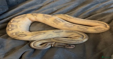 Python Snake reptiles - Advert 11