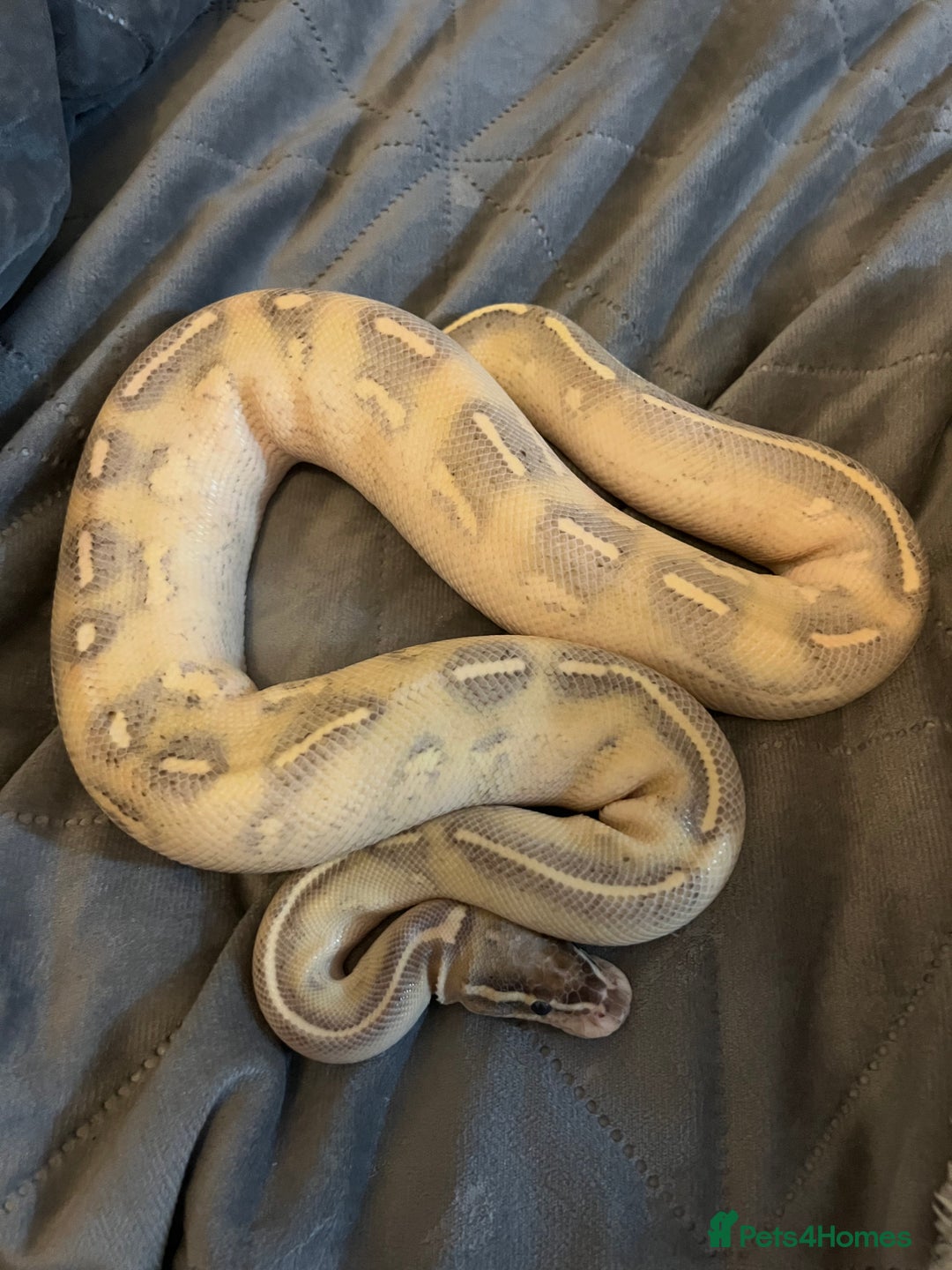 Python Snake reptiles for sale: 2x Male Ball Pythons  - Image 3