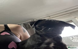 Pug dogs for sale: 4 beautiful pugs for sale 1 boy 3 girls  - Image 1