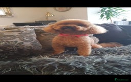 Cavapoo dogs for sale: Exquisit F1 Toy Cavapoos - Health tested Parent - Image 12