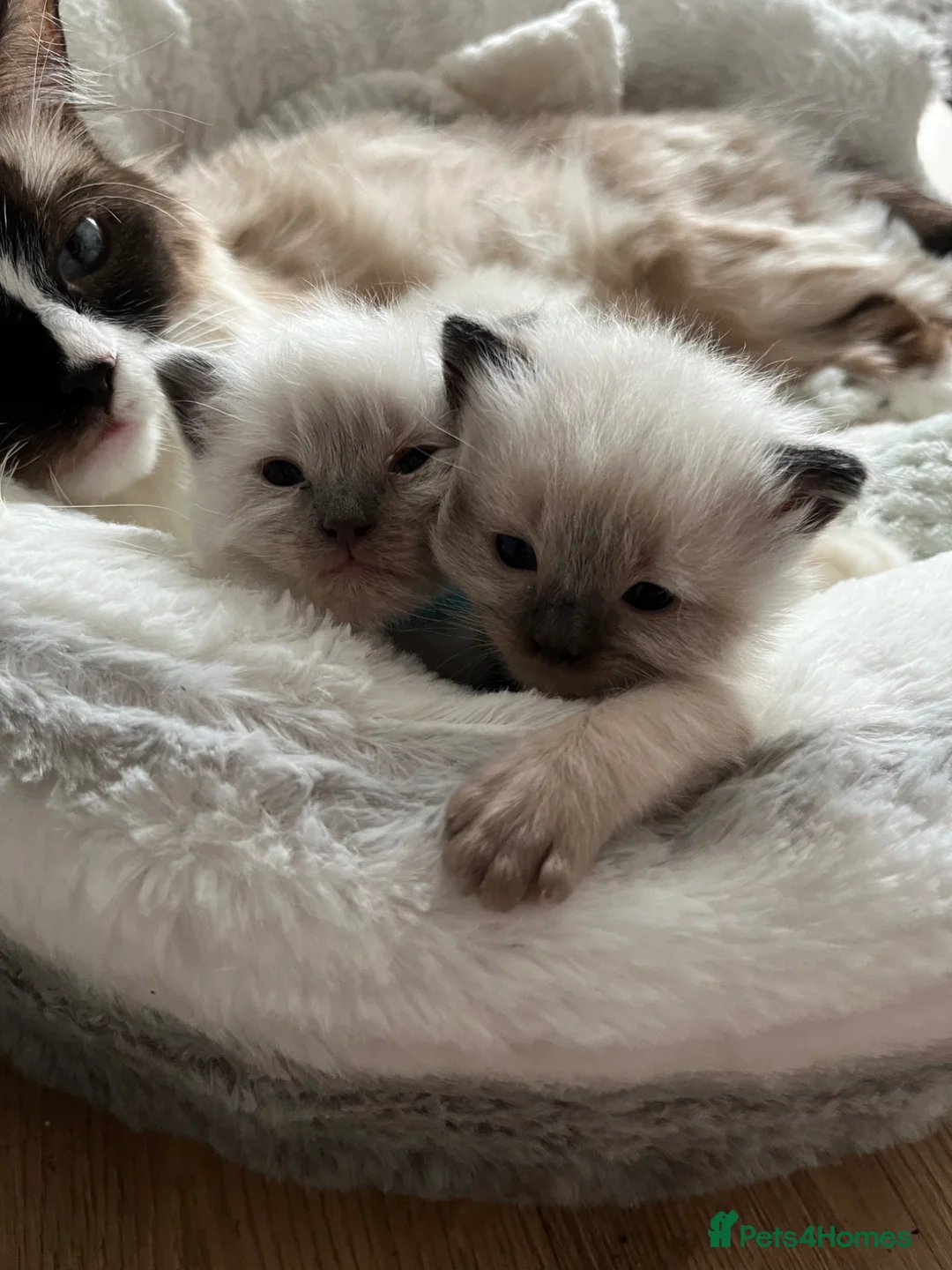 Ragdoll cats for sale: 1 gorgeous ragdoll kitten left  in Llandudno - Advert 1