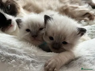 Ragdoll cats 1 gorgeous ragdoll kitten left - Advert 1