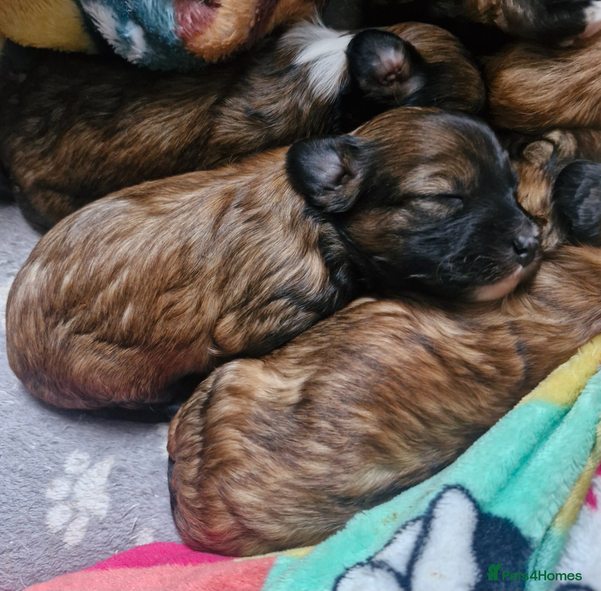 Chinese Crested dogs Pure breed Kc reg girl and boy. - Advert 1