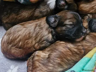 Chinese Crested dogs Pure breed Kc reg girl and boy. - Advert 1