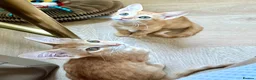 Arabian Mau cats for adoption: Two Male Rescue Kittens for Adoption Together in Carshalton - Advert 7