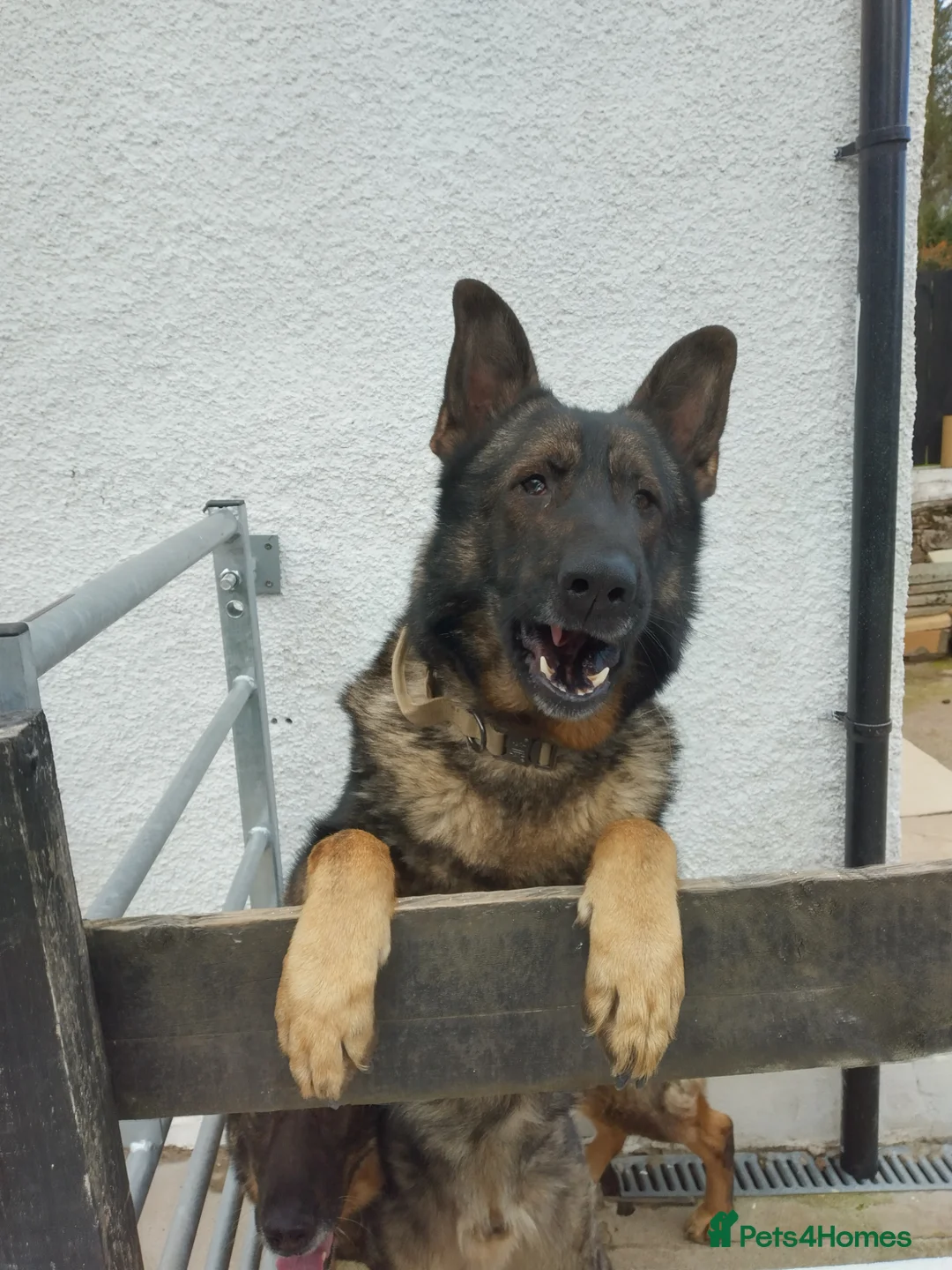 German Shepherd dogs for sale: German shepherd  in Turriff - Advert 1