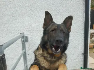 German Shepherd dogs German shepherd - Advert 2