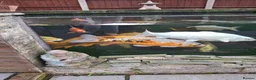Koi Carp fish for sale: Koi carp all different for sale in Stoke-on-Trent - Advert 7