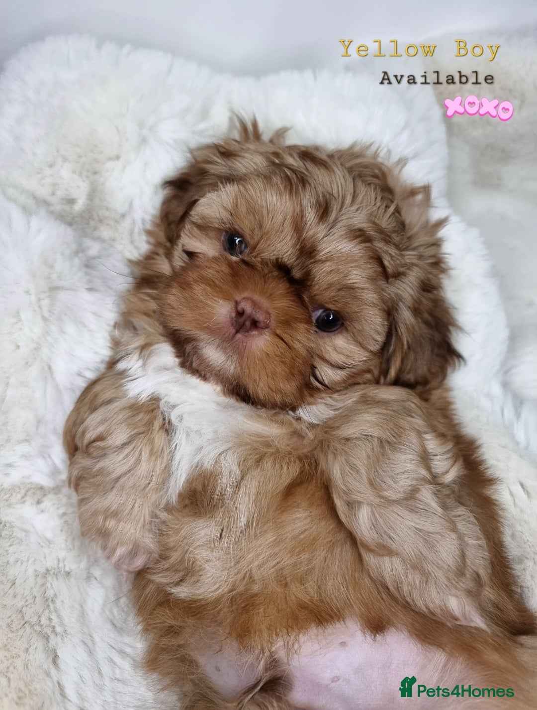 Shih Tzu dogs Only 2 Boys left Imperial Shih Tzu - Advert 18