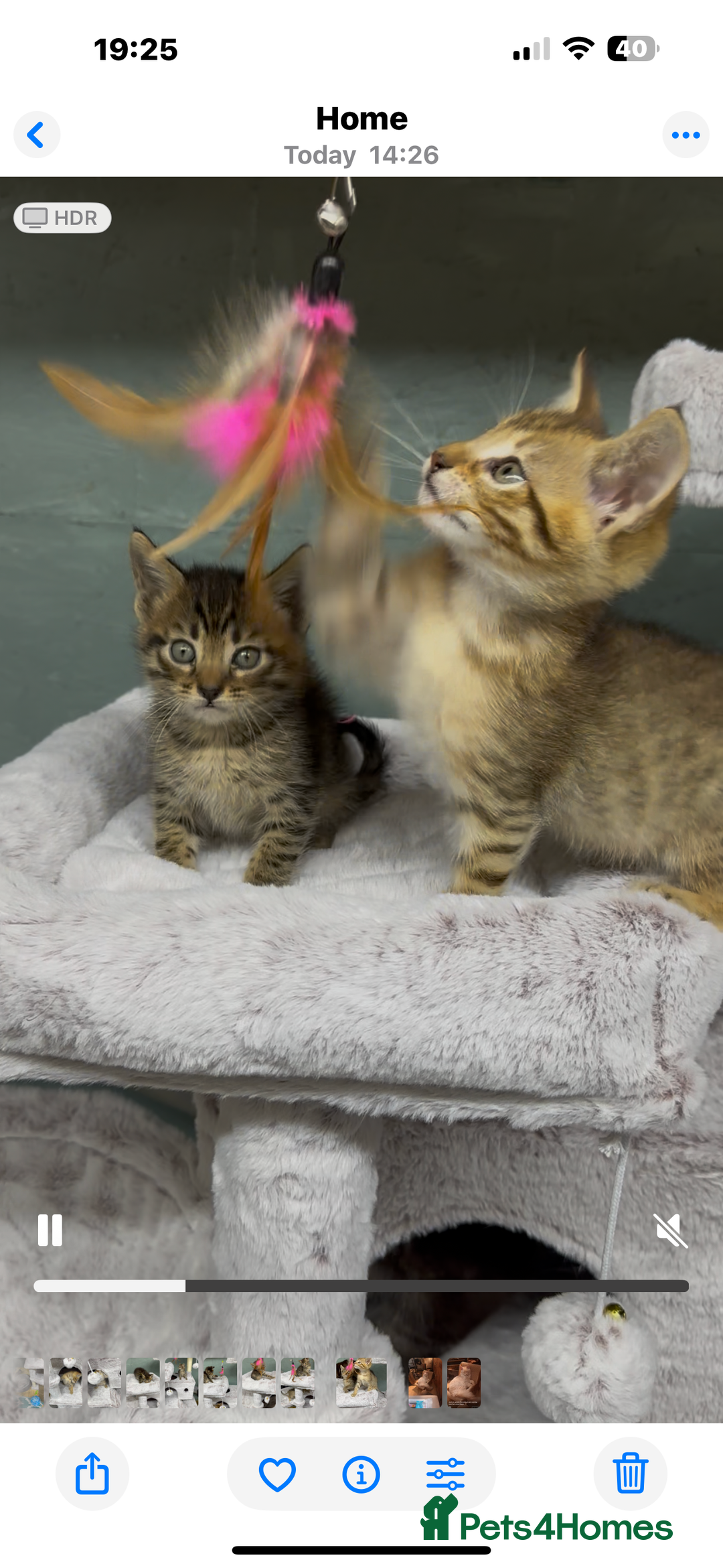 Savannah cats for sale: Savvanah kittens  - Advert 1