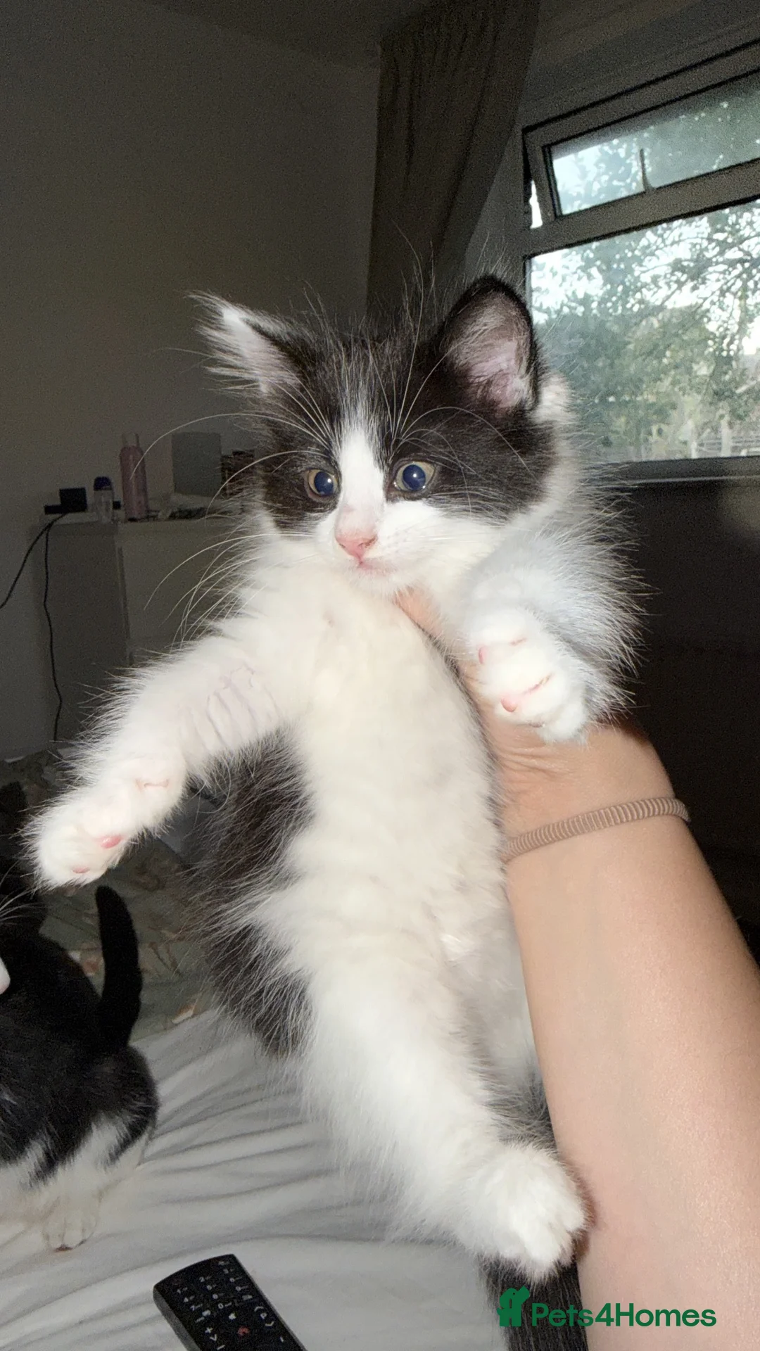 Mixed Breed cats for sale: Gorgeous fluffy kitten for sale.  - Advert 2