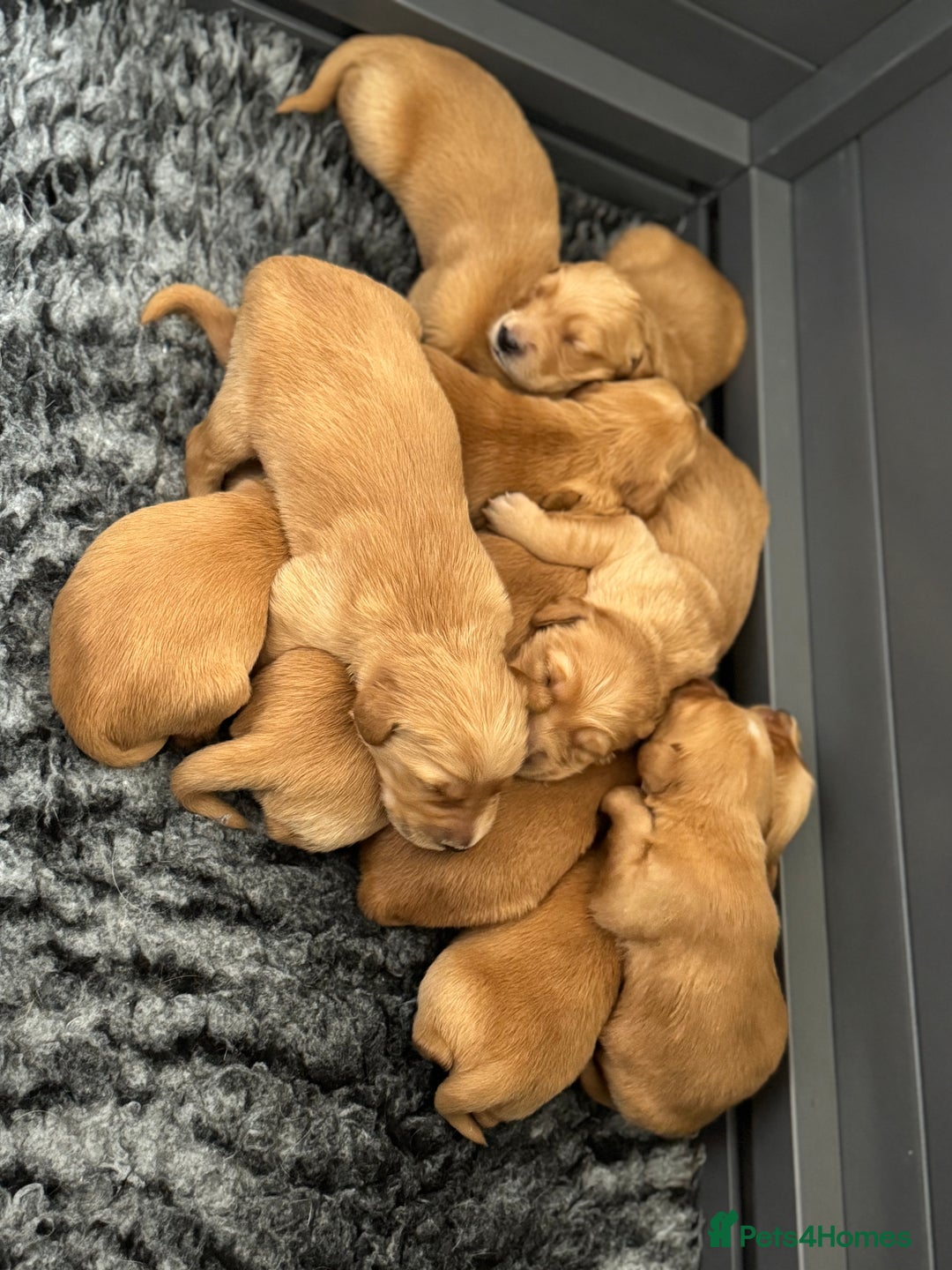 Golden Retriever dogs for sale: Stunning Red Puppies Health Tested Parents  - Image 5