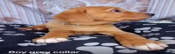 Goldador dogs for sale:  ♥️Gorgeous Puppies Ready For Walks ♥️ - Advert 12