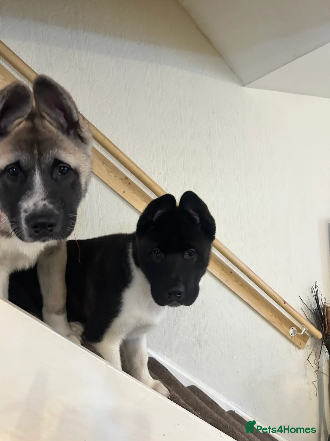 Akita dogs for sale: American Akita Puppy - Advert 4