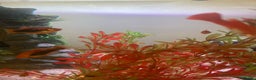 Platies fish for sale: Female platies for sale - Advert 6