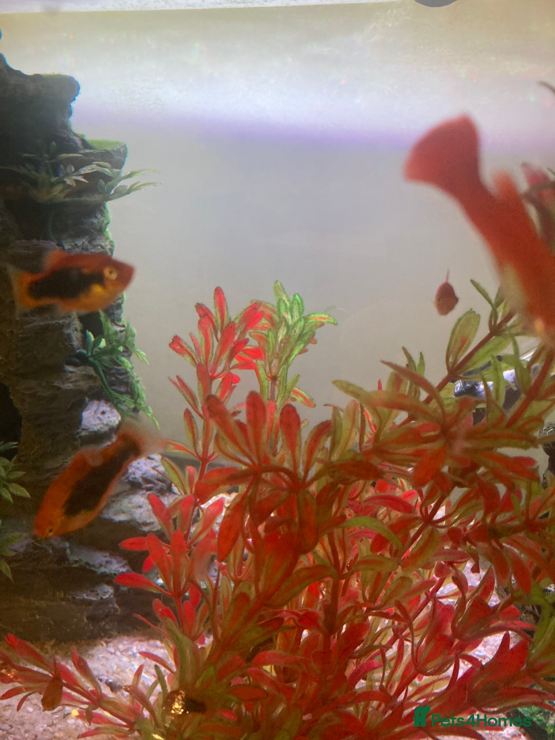 Platies fish for sale: Female platies for sale - Advert 6