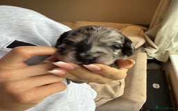 Cockapoo dogs for sale: Merle F1B Cockapoo Puppies - Image 21