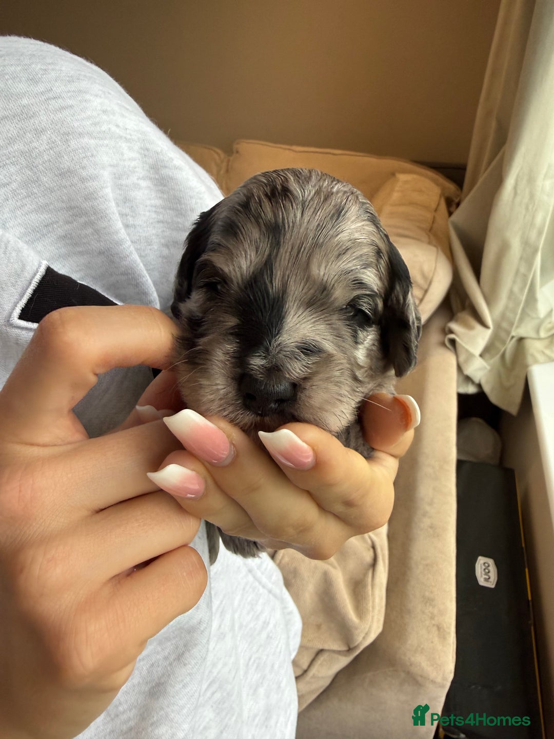 Cockapoo dogs for sale: Merle F1B Cockapoo Puppies - Image 21