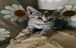 Mixed Breed cats for sale: Fluffy kittens ready on 14th Oct ❤️🧡💛💚💜 - Image 6
