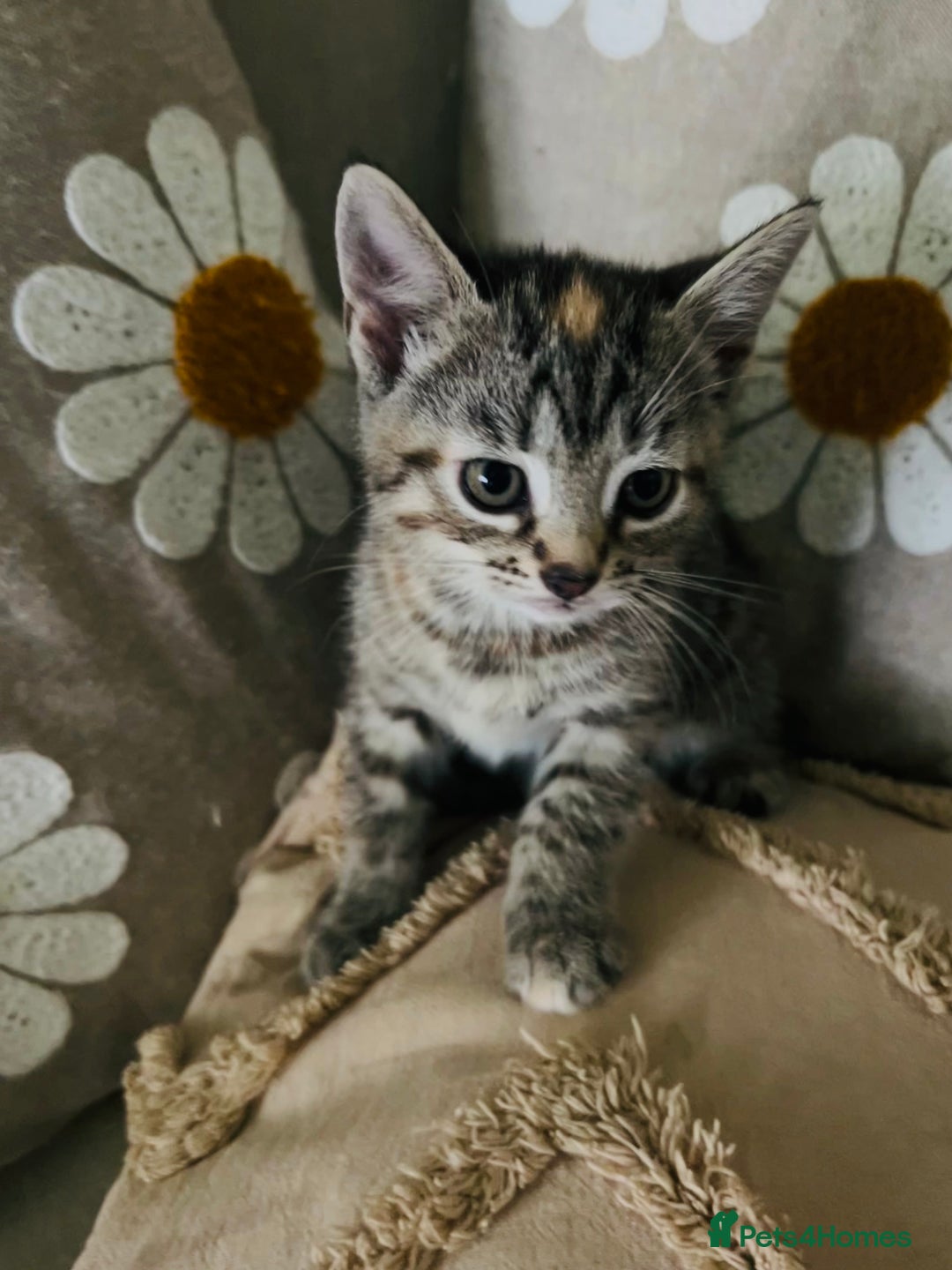 Mixed Breed cats for sale: Fluffy kittens ready on 14th Oct ❤️🧡💛💚💜 - Image 6