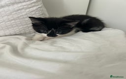 Manx cats for sale: Gorgeous girl kitten - Image 6