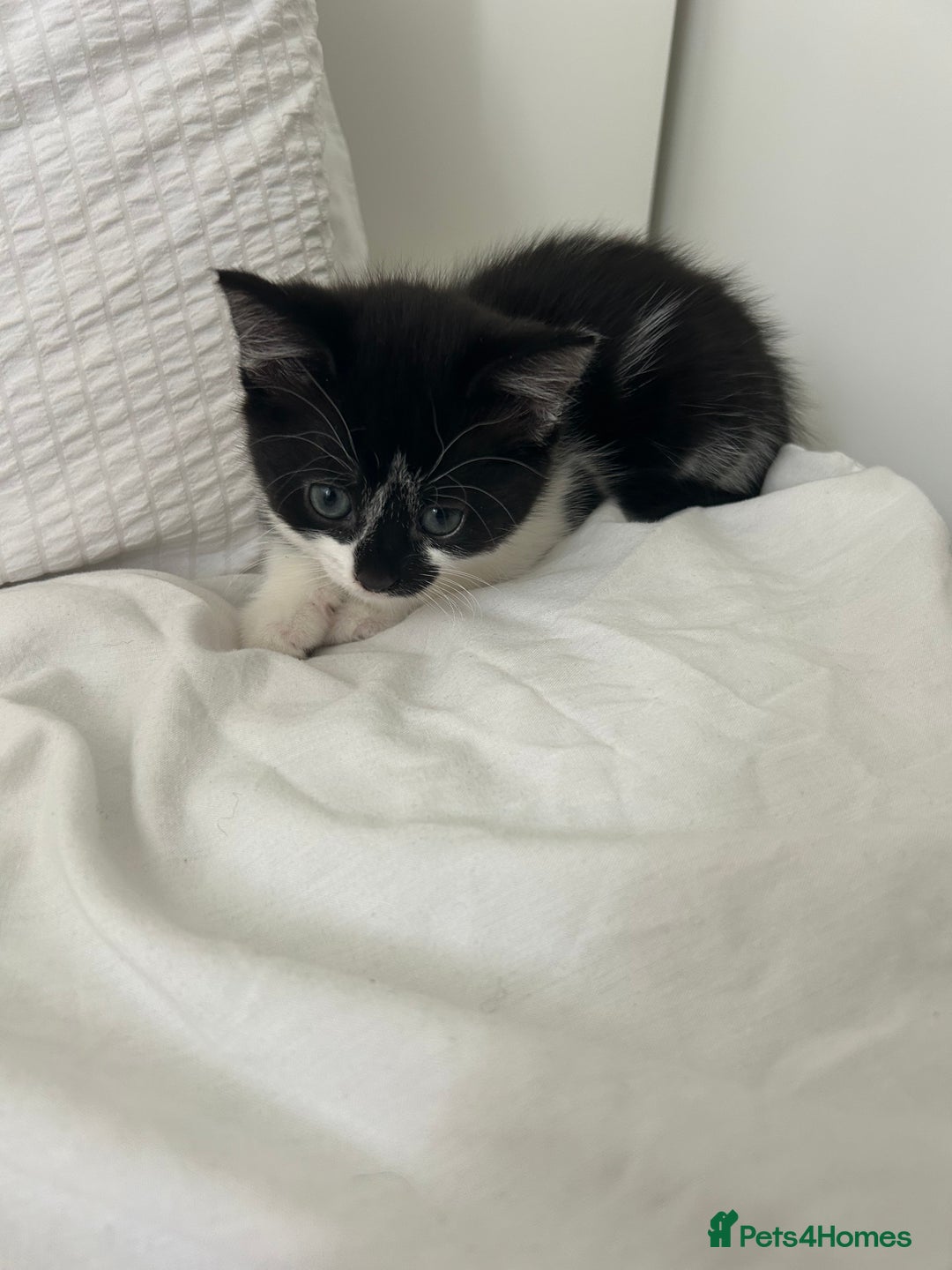 Manx cats for sale: Gorgeous girl kitten - Image 6