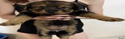 Mixed Breed dogs for sale: German Shepherd husky mix Rottweiler - Advert 4
