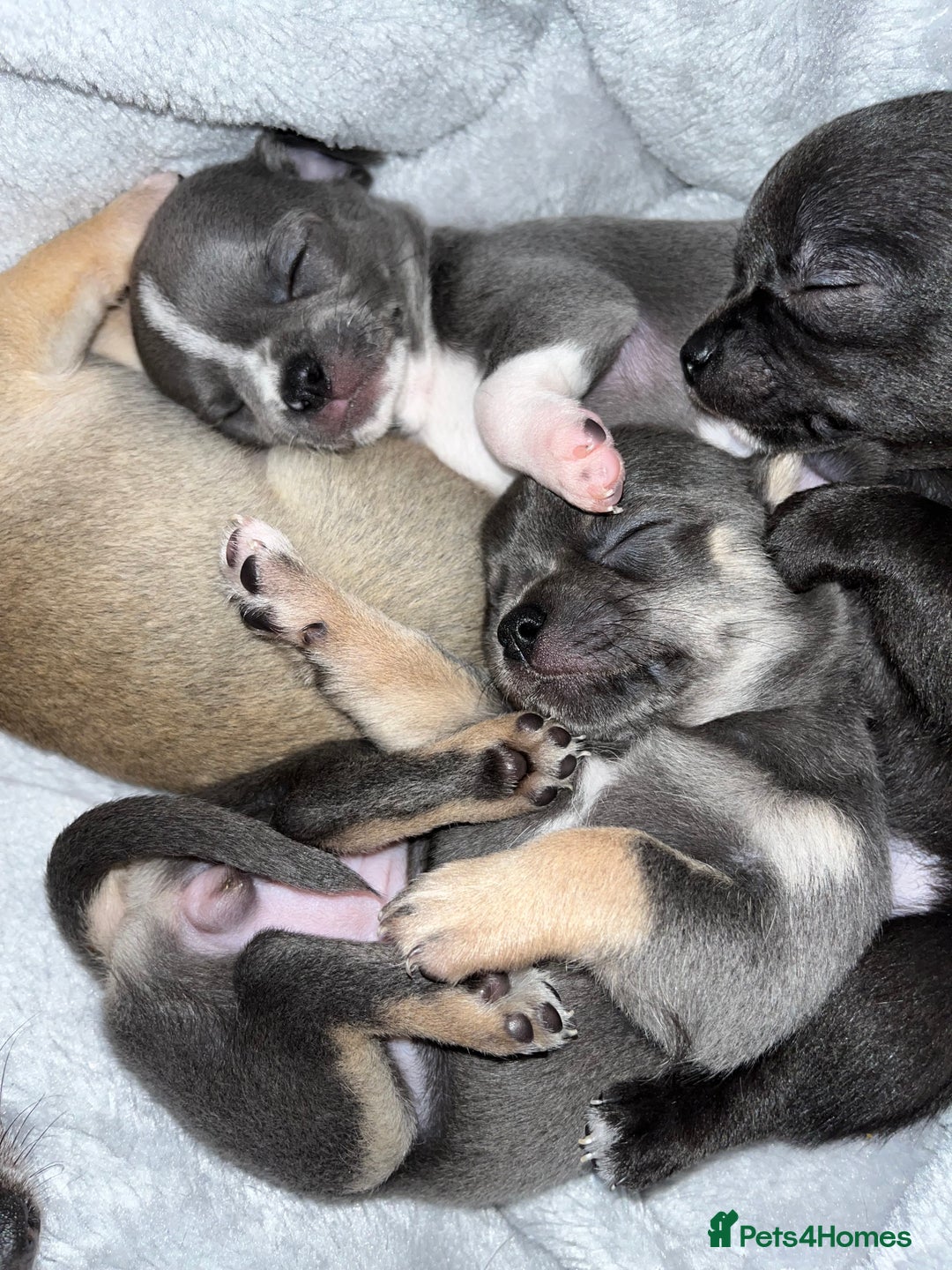 Chihuahua dogs for sale: Pure bred Chihuahua puppies - Image 26