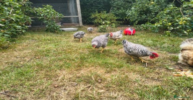 Chickens poultry - Advert 7